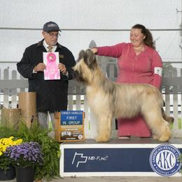 Beauceron and Briard All Grown Up from du Coeur Rose Briards and Beaucerons