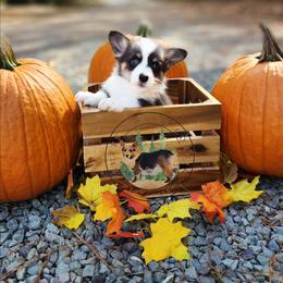 Elvis - Gray and white male American Corgi puppy in Cameron, North Carolina from Butts Family Corgis