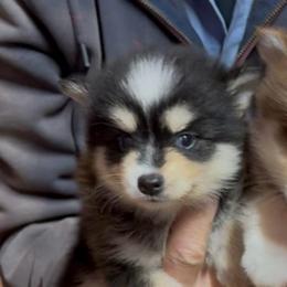 Domino - Black and white female Pomsky puppy in Spring Hill, Florida from PDQ Pomskies