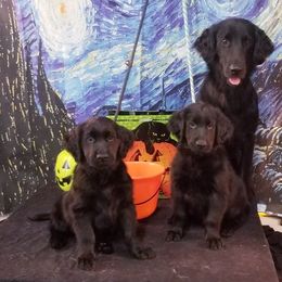 American Hairless Terrier and Flat-Coated Retriever Puppies from Rensai Kennels