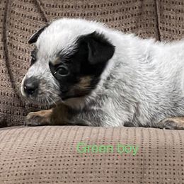 Boy 3 - Blue mottled Australian Cattle Dog puppy in Eudora, Kansas from Captain’s Creek Labradors & Australian Cattle Dogs