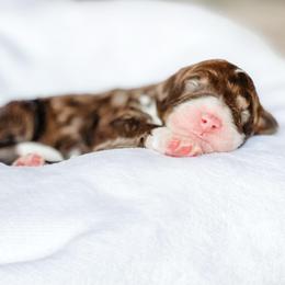 Mocha - Brown and white male Bernedoodle puppy in Hudson, Indiana from TurkeyCreek-K9