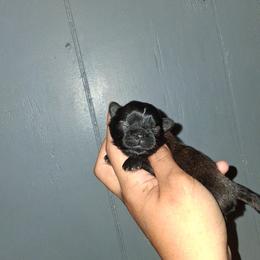 Boy 1 - Black gold and white male Shih Tzu puppy in Birmingham, Alabama from K&D kennels