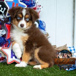 Wren - Red tri female Toy Australian Shepherd puppy in Granbury, Texas from Best Little Aussies