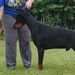 Shakh - Doberman Pinscher