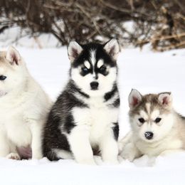 Siberian Husky Puppies from Antler Creek Siberians