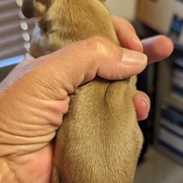 Boy 2 - Dachshund puppy in Homosassa, Florida from Foxies Doxies