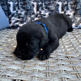 Oreo - Black male Labrador Retriever puppy in Marietta, South Carolina from Trust in the Lord Labradors