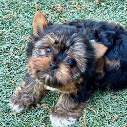 Maverick( click on pic) - Chocolate and tan male Yorkshire Terrier puppy in Kingston, Oklahoma from Lake Life