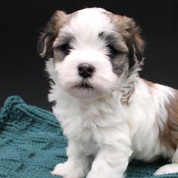 Cavalier King Charles Spaniels, Cavapoos, and Havanese from Grayfinn House