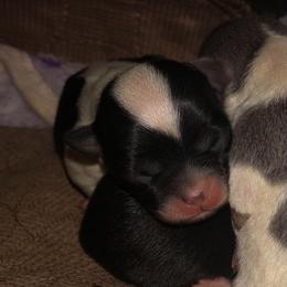 Stevie Nicks - Black and white female Chihuahua puppy in Amelia, Virginia from Pannell’s Precious Pups