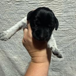Pink Lady - Black and white female German Wirehaired Pointer puppy in Mora, Minnesota from Reinberg Kennel