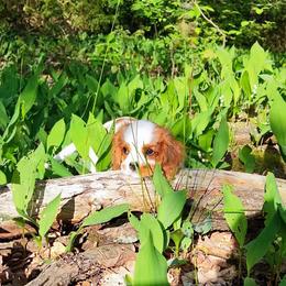 Cavalier King Charles Spaniel Puppies from London Fog Cavaliers