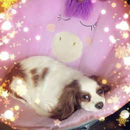 Princess - Cavalier King Charles Spaniel