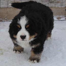 Ebenezer - Bernese Mountain Dog puppy from Arlin Horst's Bernese Mountain Dogs