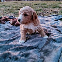 Goldendoodle Puppies from Southern Star Goldendoodles
