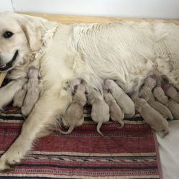 Golden Retriever Puppies from Reel Ridge Farm