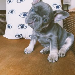 French Bulldog Puppies from Blue Lotus Frenchies