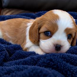 Buddy - Blenheim male Cavalier King Charles Spaniel puppy in Port Angeles, Washington from God Speed Paws