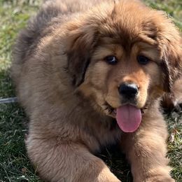 Tibetan Mastiffs from Reigning Tibetan Mastiffs