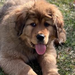 Tibetan Mastiffs from Reigning Tibetan Mastiffs