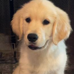 Pinkie - Light golden female Golden Retriever puppy in Ennis, Texas from Amberidge Golden Retrievers