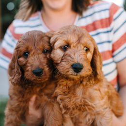 Goldendoodle Puppies from Bountiful Doodles