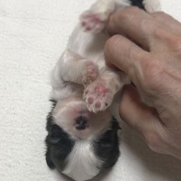 Shih Tzu Puppies from Willow Lane Shih Tzus