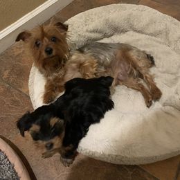 Yorkshire Terrier Puppies from Veronica & Her Cute Yorkies