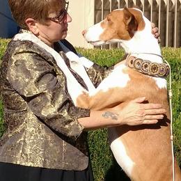 Ibizan Hounds from SunRumba Sighthounds