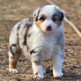 MM.BMF2 - Blue merle female Miniature Australian Shepherd puppy in Deer Lodge, Tennessee from KSH Aussie Haven