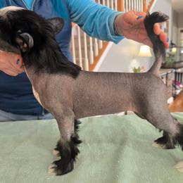 Chinese Crested and Scottish Deerhound Puppies from ConeraIsles Kennel