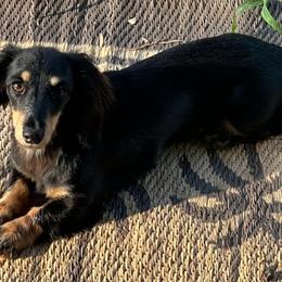 Josie - Dachshund
