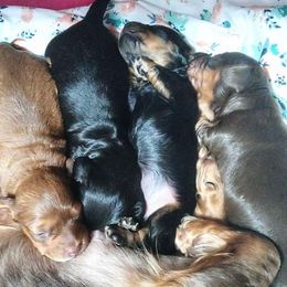 Dachshunds from Löwenherz Mini Dachshunds