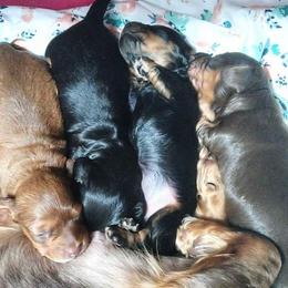 Dachshunds from Löwenherz Mini Dachshunds