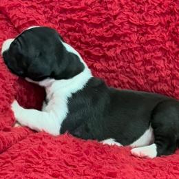 Mantle boy 3 - Mantle male Great Dane puppy in Westville, Florida from Boulder View Danes
