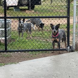 Australian Cattle Dog Puppies from Tin Roof Australian Cattle Dogs