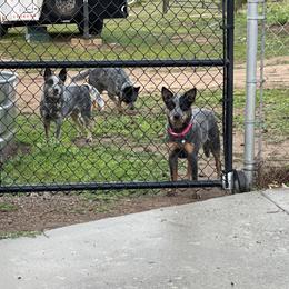 Australian Cattle Dog Puppies from Tin Roof Australian Cattle Dogs
