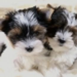 Biewer Terriers from Yoli's Yorkies