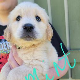 Mint collar - Light golden female Golden Retriever puppy in Brush Prairie, Washington from Paradise Peaks