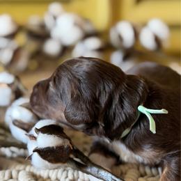 Rosemary (mint green collar) - Red tri-color female Aussiedoodle puppy in Mouth Of Wilson, Virginia from HoneyBunn Doodle Co.