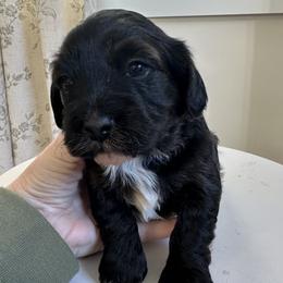 Topanga - Red sable female Havapoo puppy in Bailey, North Carolina from Reining Glory Acres