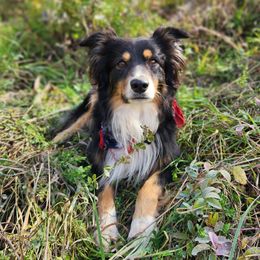 Miniature Australian Shepherds from Victor Mini Aussies