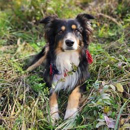 Miniature Australian Shepherds from Victor Mini Aussies