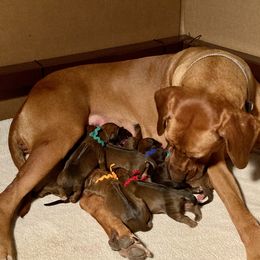 Blue - Rd whtn blk nose male Rhodesian Ridgeback puppy in Chico, California from Keefer Ridge Rhodesian Ridgebacks