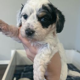Lloyd - Black white and tan Springerdoodle puppy in Collinsville, Oklahoma from Sweet Sunny Sproodles