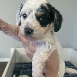 Lloyd - Black white and tan Springerdoodle puppy in Collinsville, Oklahoma from Sweet Sunny Sproodles
