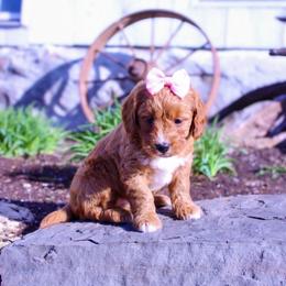 Addie - Red  female Goldendoodle puppy in Ormond Beach, Florida from Florida Coast Doodles