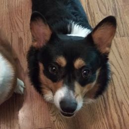 American Corgis and Pembroke Welsh Corgis from Runamuck Ranch