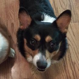 American Corgis and Pembroke Welsh Corgis from Runamuck Ranch
